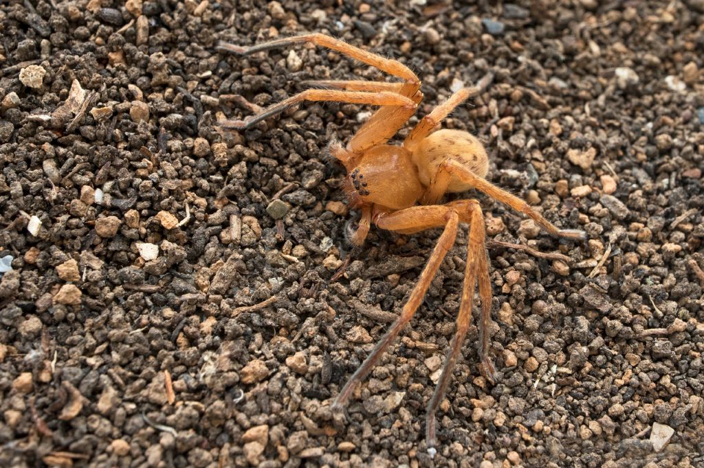 Agelenidae? No, Sparassidae: Olios argelasius - La Spezia